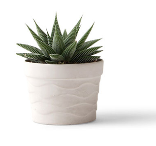 Plant in Pot